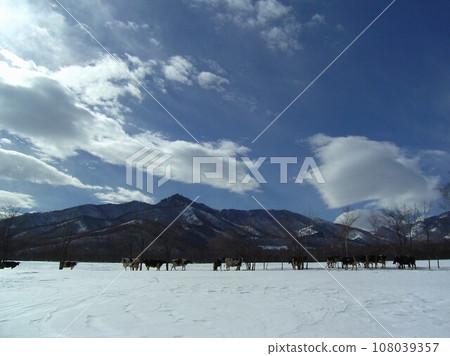 Cows from a dairy farm in Shimizu Town in the inland Tokachi region of southeastern Hokkaido 9 108039357