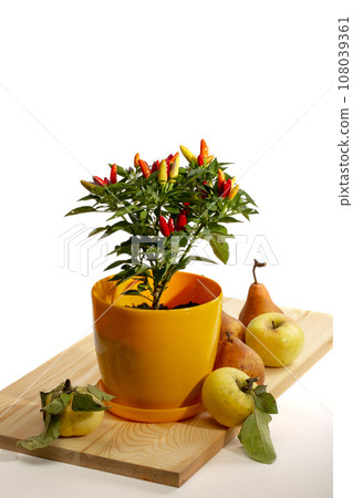 Bush of indoor decorative paper on wooden board with apples and pears 108039361
