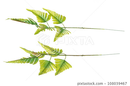 Green Leaf Artificial many tropical leaves with branch. Dark green leaves of tropical artificial fake palm, tropical foliage plant leaf growing in wild. White background isolated Green Leaf Artificial many tropical leaves with branch. Dark green leaves of tropical artificial fake palm, tropical foliage plant leaf growing in wild. White background isolated 108039467