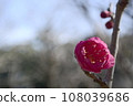 Plum blossoms waiting for spring 108039686