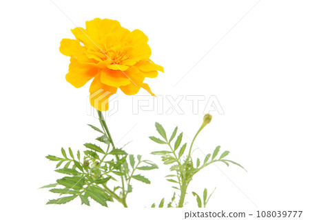 萬壽菊有白色背景 萬壽菊有白色背景 108039777