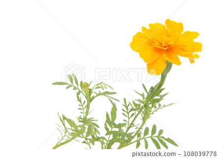 萬壽菊有白色背景 萬壽菊有白色背景 108039778