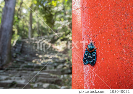 棲息在神倉神社鳥居上的美麗飛蛾「薩滿錦」（和歌山縣新宮市） 108040021