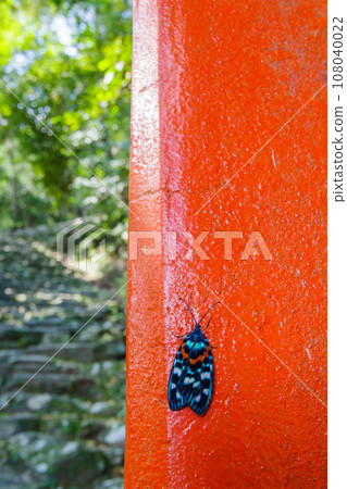 棲息在神倉神社鳥居上的美麗飛蛾「薩滿錦」(和歌山縣新宮市) 棲息在神倉神社鳥居上的美麗飛蛾「薩滿錦」(和歌山縣新宮市) 108040022