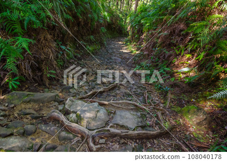 三軒茶屋遺址附近的熊野古道舊鵝卵石路面（和歌山縣田邊市本宮町） 108040178