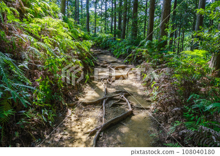 Kumano Kodo, near the Sangenjaya ruins (Hongu-cho, Tanabe City, Wakayama Prefecture) 108040180