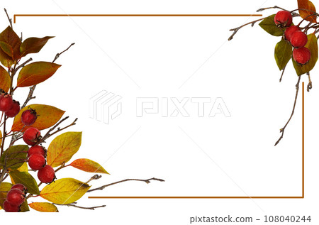 Autumn frame from dry twigs with ginger leaves and red berries isolated on white 108040244