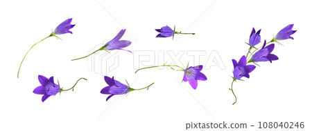 Set of purple campanula flowers and floral arrangement isolated Set of purple campanula flowers and floral arrangement isolated 108040246