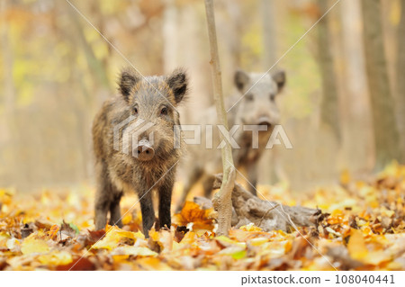 Baby wild boar in autumn forest. Wildlife scene from nature Baby wild boar in autumn forest. Wildlife scene from nature 108040441