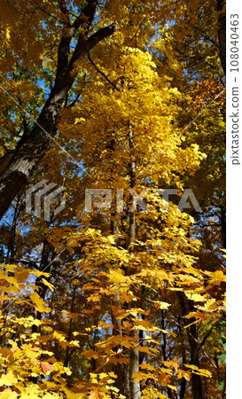 America autumn leaves 108040463