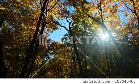 America Light God Autumn leaves 108040465