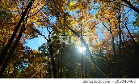 America Light God Autumn leaves America Light God Autumn leaves 108040466