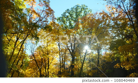 America Light God Autumn leaves 108040469