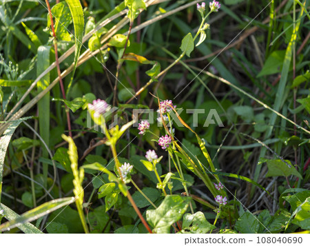 Japanese buckwheat flowers wet with morning dew 108040690