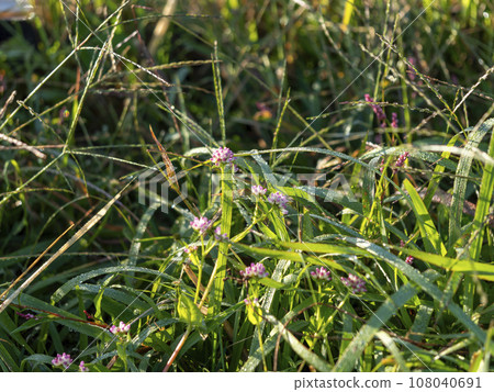 Japanese buckwheat flowers wet with morning dew Japanese buckwheat flowers wet with morning dew 108040691