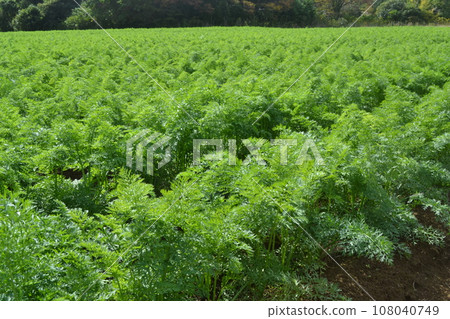 Carrot field Carrot field 108040749