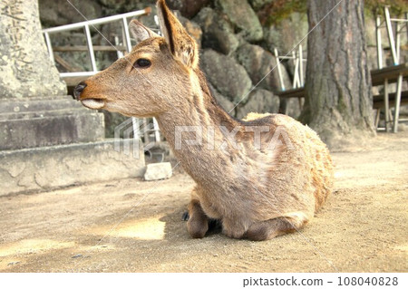 Deer looking away Deer looking away 108040828