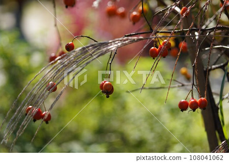 Rose fruit and withered pampas grass on an autumn day Rose fruit and withered pampas grass on an autumn day 108041062