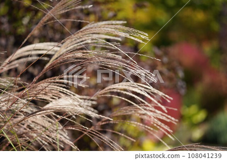 潘帕斯草在秋天的一天 108041239