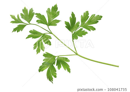 Italian parsley Italian parsley 108041735
