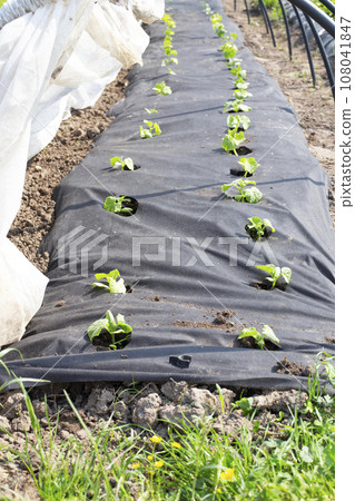 Cucumbers in a garden bed mulched with black sponbond. 108041847