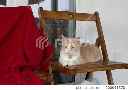 An angry gloomy cat lies on a wooden chair and watches. A red-white cat with a medallion around her neck lies on a chair and watches suspiciously. An angry gloomy cat lies on a wooden chair and watches. A red-white cat with a medallion around her neck lies on a chair and watches suspiciously. 108041878
