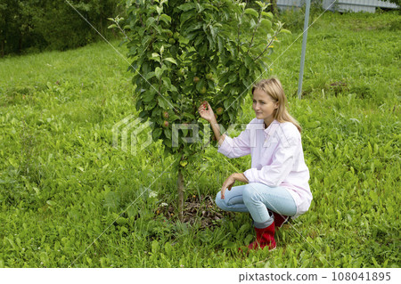 A woman near a columnar apple tree looks at its fruits. Large apples on a small columnar apple tree. 108041895