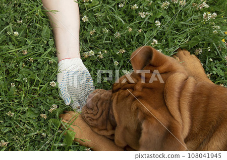 A large dog bites a persons hand, top view. A purebred dog holds a persons gloved hand in its mouth. Dog bite. 108041945