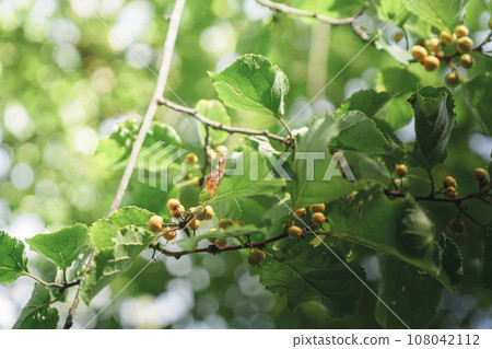 Glitter background with climbing thorns Glitter background with climbing thorns 108042112