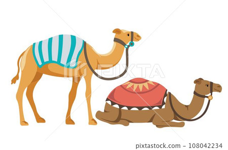 Ecotour camel ride, animals with covers on back 108042234