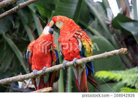 colorful parrots kissing colorful parrots kissing 108042926
