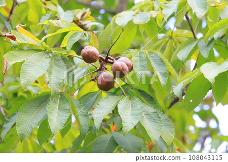 一棵結著大果子的七葉樹 108043115