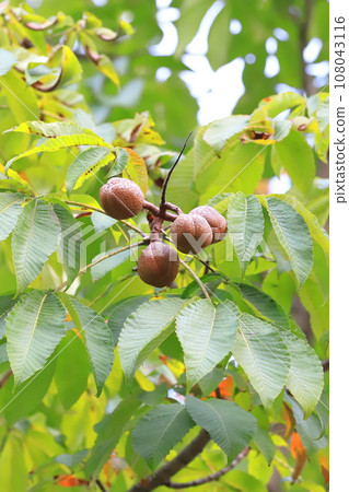 一棵結著大果子的七葉樹 一棵結著大果子的七葉樹 108043116