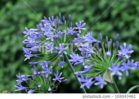 Blooming radially Blooming radially 108043462