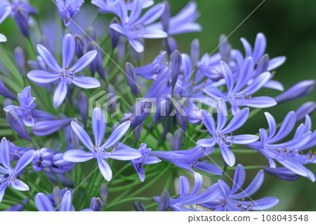 放射狀綻放 108043548