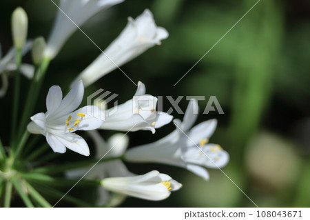 Blooming radially 108043671