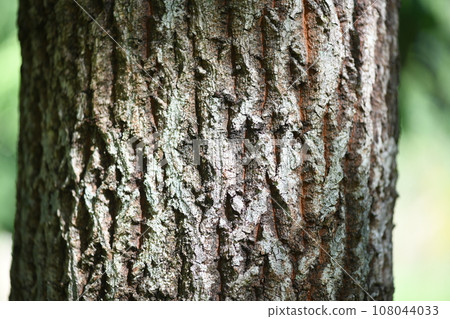 Sawtooth oak/bark background material 108044033