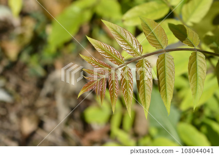 Tree of heaven 108044041