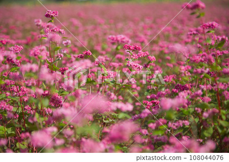 如同地毯般的紅色蕎麥田 如同地毯般的紅色蕎麥田 108044076