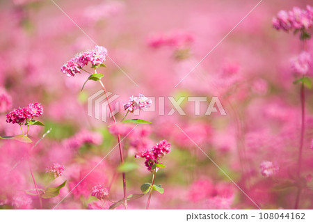 A red soba field that looks like a carpet A red soba field that looks like a carpet 108044162