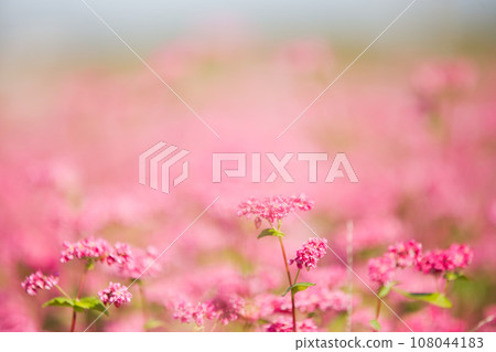 A red soba field that looks like a carpet A red soba field that looks like a carpet 108044183