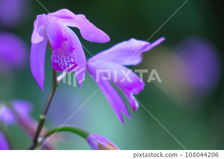 Puppet purple flowers 108044206