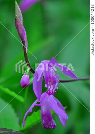 木偶紫色的花朵 108044218