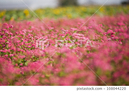 如同地毯般的紅色蕎麥田 108044220