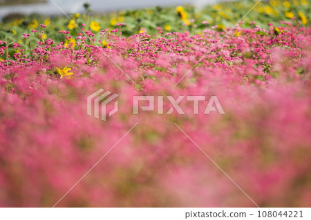 如同地毯般的紅色蕎麥田 108044221