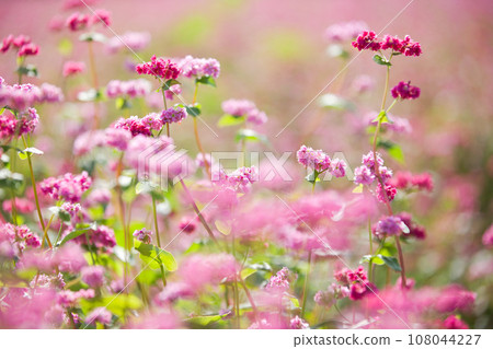 A red soba field that looks like a carpet 108044227