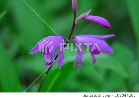 Puppet purple flowers 108044263