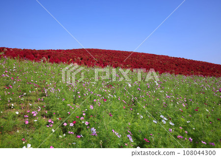 Kochia and cosmos at their peak in Hitachi Seaside Park, Ibaraki Prefecture Kochia and cosmos at their peak in Hitachi Seaside Park, Ibaraki Prefecture 108044300