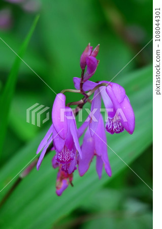 Puppet purple flowers Puppet purple flowers 108044301
