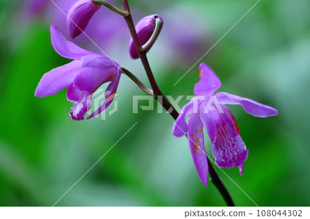 Puppet purple flowers Puppet purple flowers 108044302
